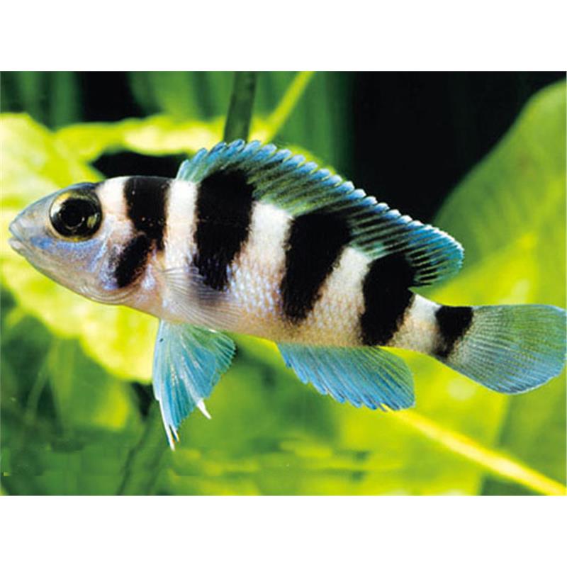 Lamprologus tretocephalus - imagine 5